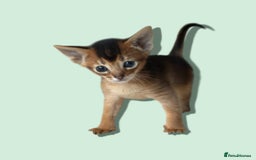 Abyssinian cats for sale: GCCF registered beautiful Abyssinian kittens  - Image 5