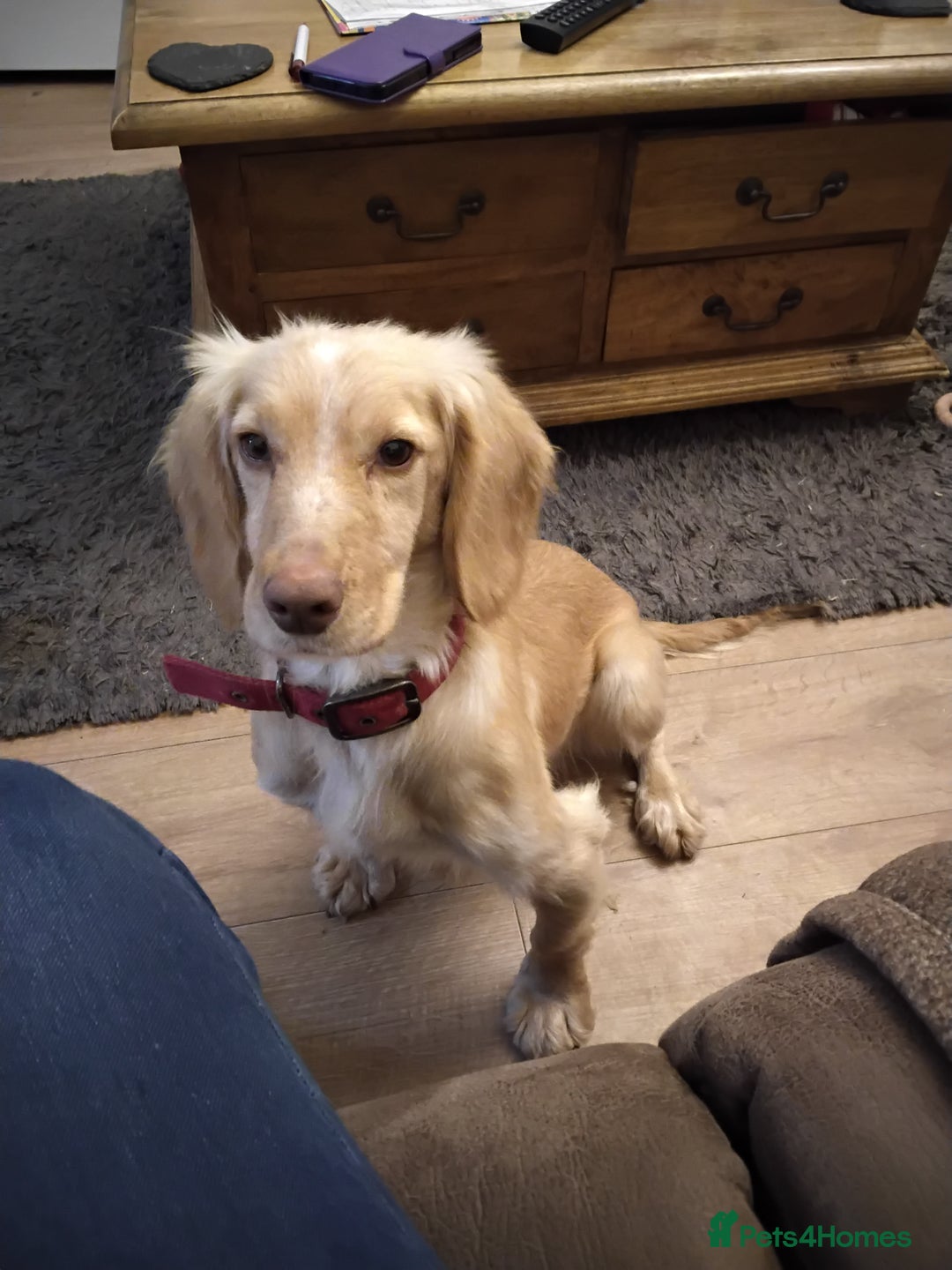 Cocker Spaniel dogs for sale: Working cocker spaniel  - Advert 1