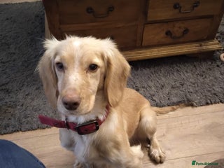 Cocker Spaniel dogs Working cocker spaniel - Advert 1