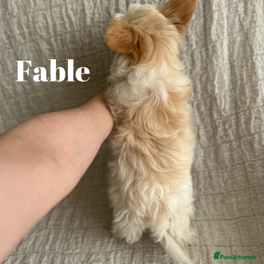 Yorkshire Terrier dogs for sale: Adorable Golddust Yorkshire Terrier Puppies - Image 10