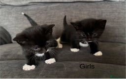 Domestic Shorthair cats for sale: Kittens - Image 1