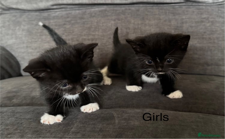 Domestic Shorthair cats - Advert 15