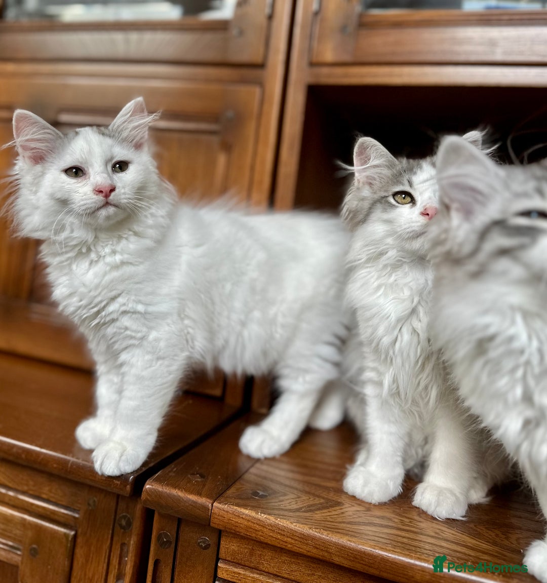 Siberian cats for sale: TICA Siberian kittens hypoallergenic & loving - Image 14