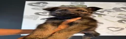 German Shepherd dogs for sale: Beautiful German Shepherd Puppies  - Advert 9