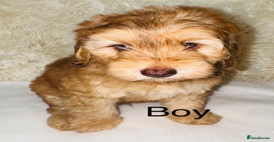 Cockapoo dogs REDUCED DNA TESTED Last Apricot boy READY NOW ❤️ - Advert 16