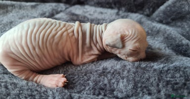 Sphynx cats - Advert 4