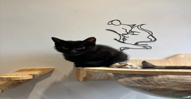 Mixed Breed cats - Advert 8