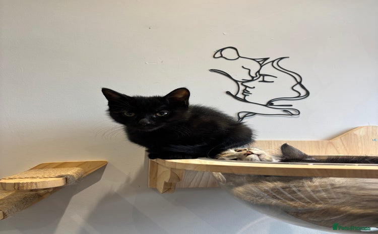 Mixed Breed cats - Advert 7