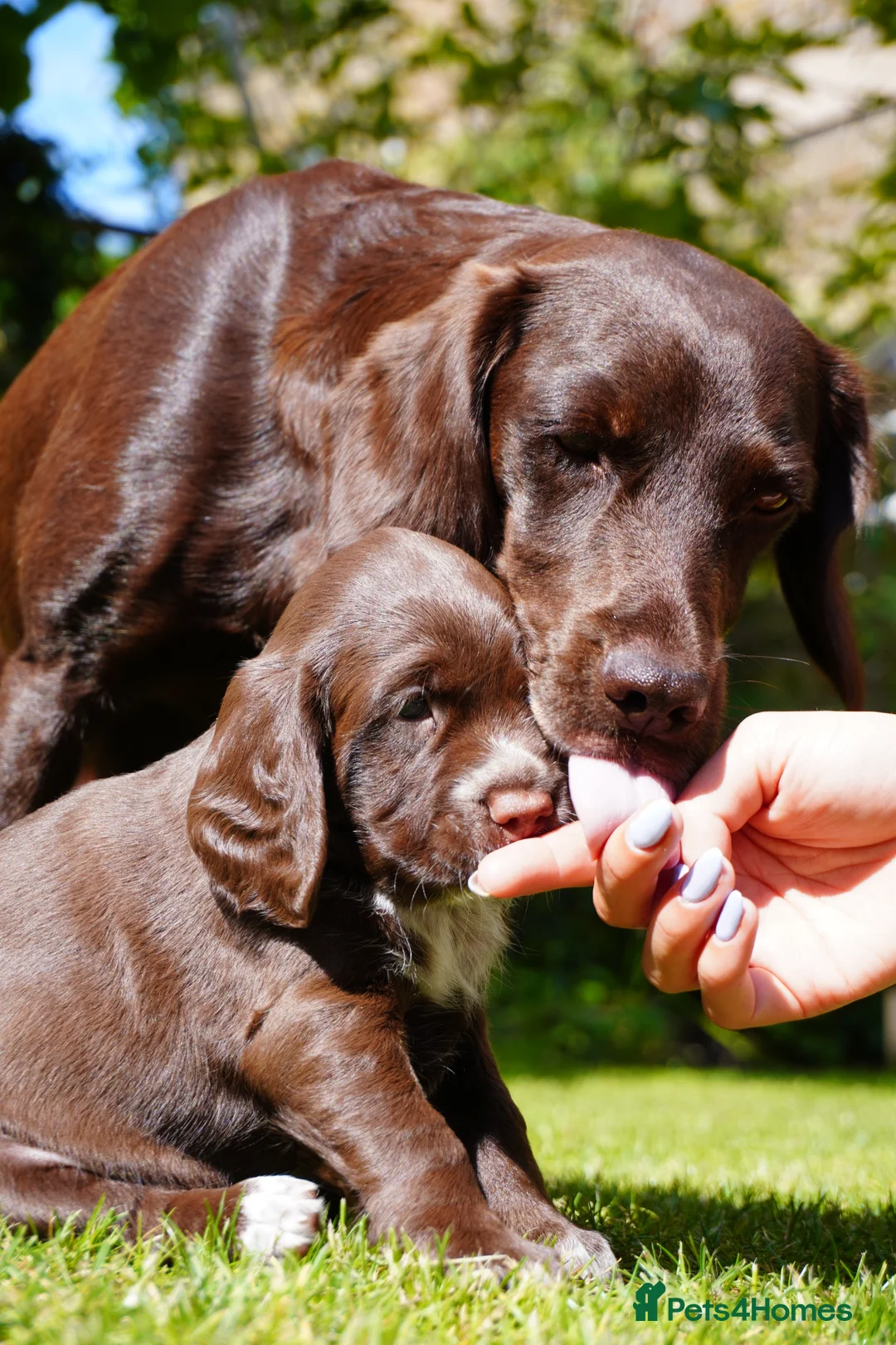 Cocker Spaniel dogs for sale: Chocolate and Tri Colour Working Cocker Spaniels - Advert 2