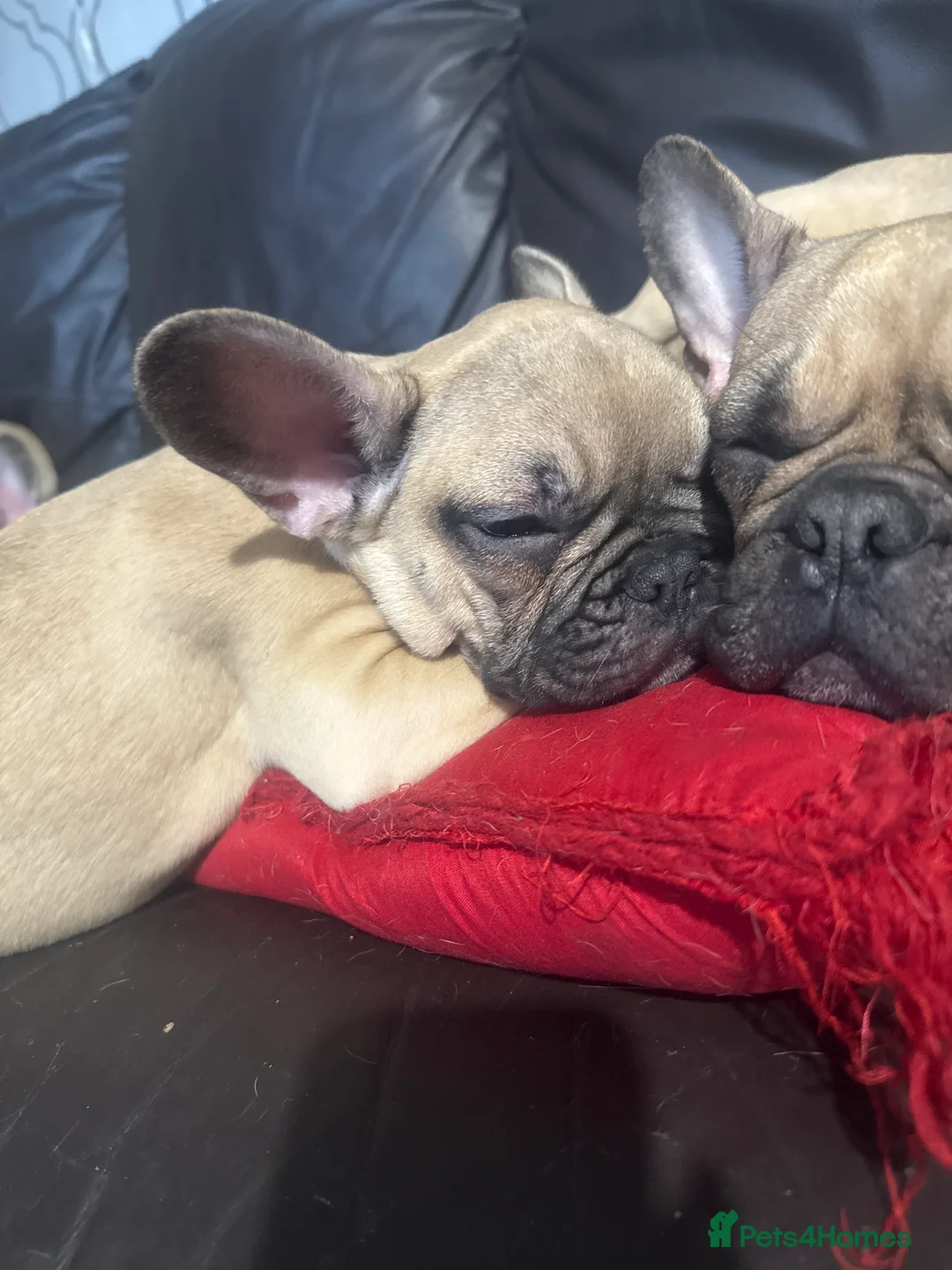 French Bulldog dogs for sale: Pedigree Mum Frenchy Pups-Gorgeous  ! - Advert 2