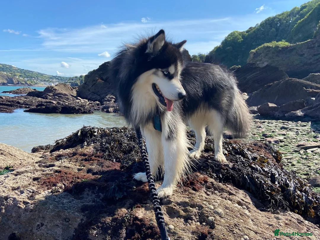 Siberian Husky dogs for stud: Woolly husky available for stud - Advert 7