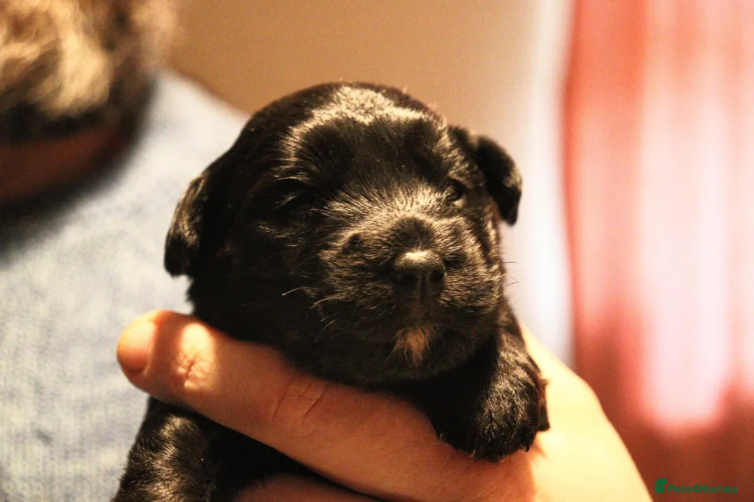 Jackapoo dogs for sale: Jackapoo pups - Advert 3