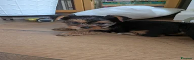 Yorkshire Terrier 4