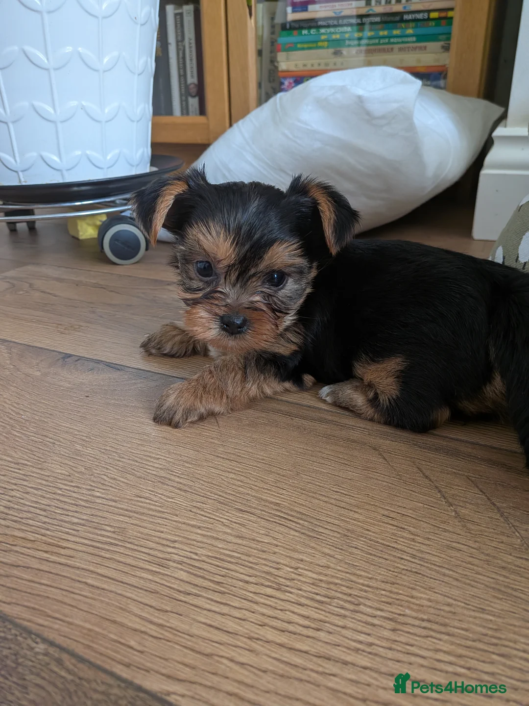 Yorkshire Terrier dogs for sale: Adorable Mini Toy Yorkshire Terrier Puppies - Advert 2