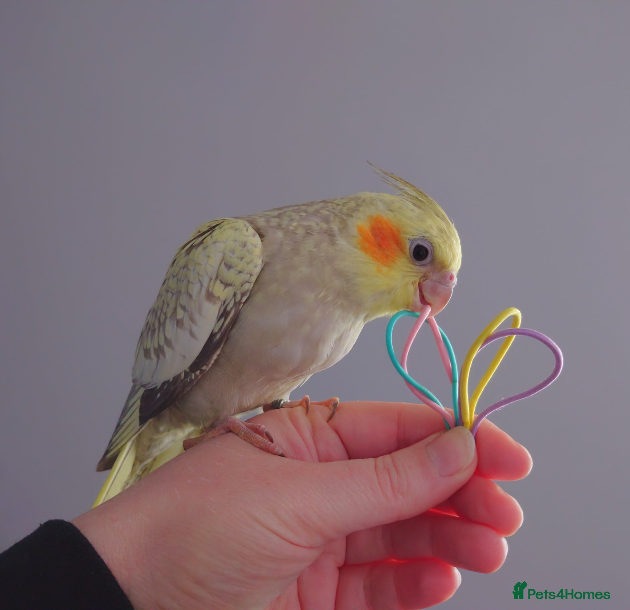 Cockatiels birds Hand reread silly tame DNA sexed baby cockatiels  - Advert 13