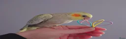 Cockatiels birds for sale: Hand reread silly tame DNA sexed baby cockatiels  - Advert 15