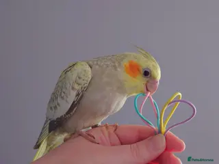 Cockatiels birds Hand reread silly tame DNA sexed baby cockatiels - Advert 1
