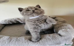 British Shorthair cats for sale: 🩷COMING SOON BUSHTAIL BABIES💙 - Image 11