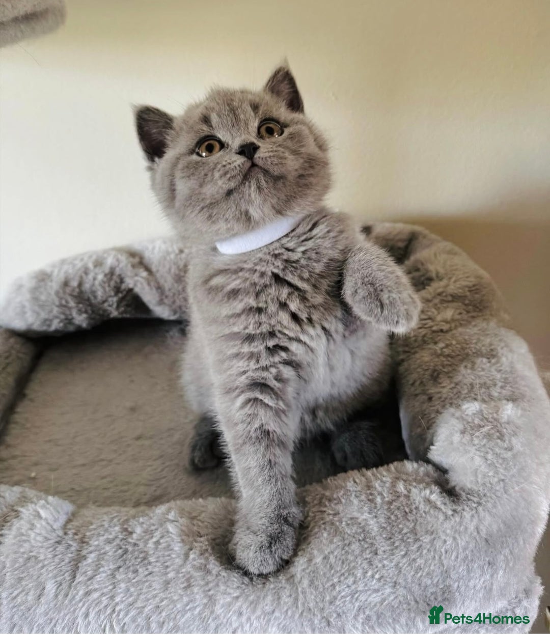 British Shorthair cats for sale: 🩷COMING SOON BUSHTAIL BABIES💙 - Image 11