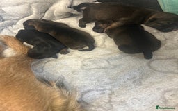 Border Terrier dogs for sale: Border terrier puppys - Image 5