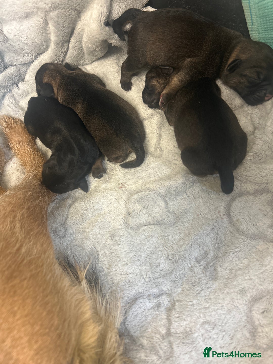 Border Terrier dogs for sale: Border terrier puppys - Image 5