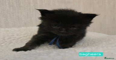 Maine Coon cats - Advert 11