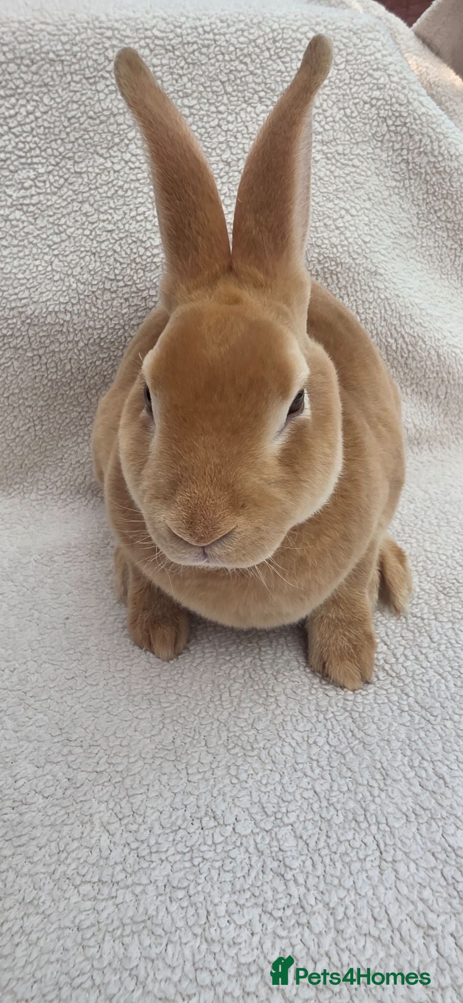 Mini Lop rabbits Mini rex  and netherland dwarfs  - Advert 15