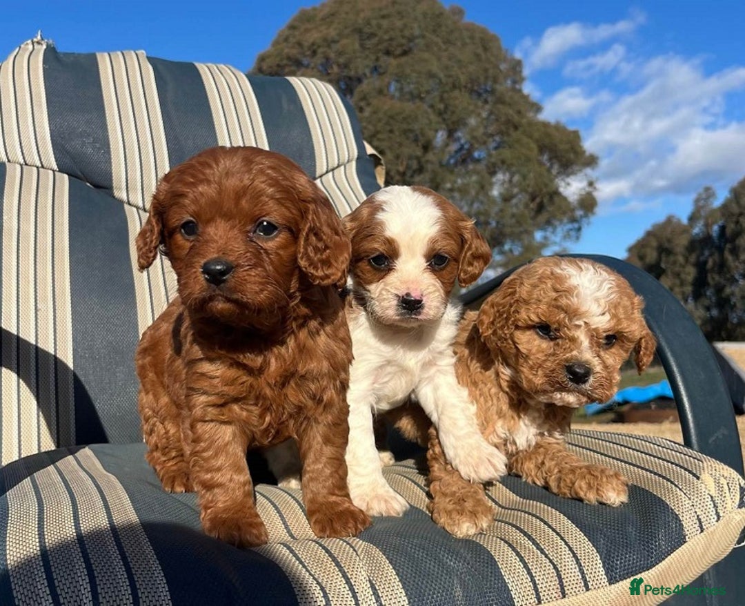 Cavapoo dogs for sale: Toy/Mini Cavpoo Puppies - Image 4
