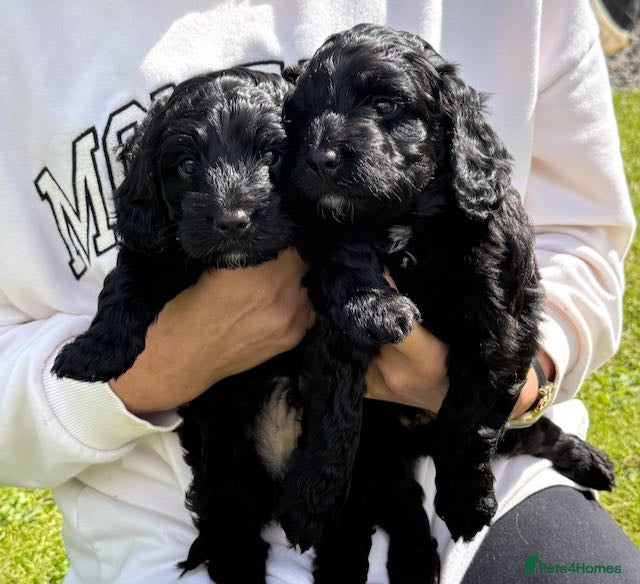 Sproodle dogs ADORABLE SPROODLE PUPPIES - Advert 2