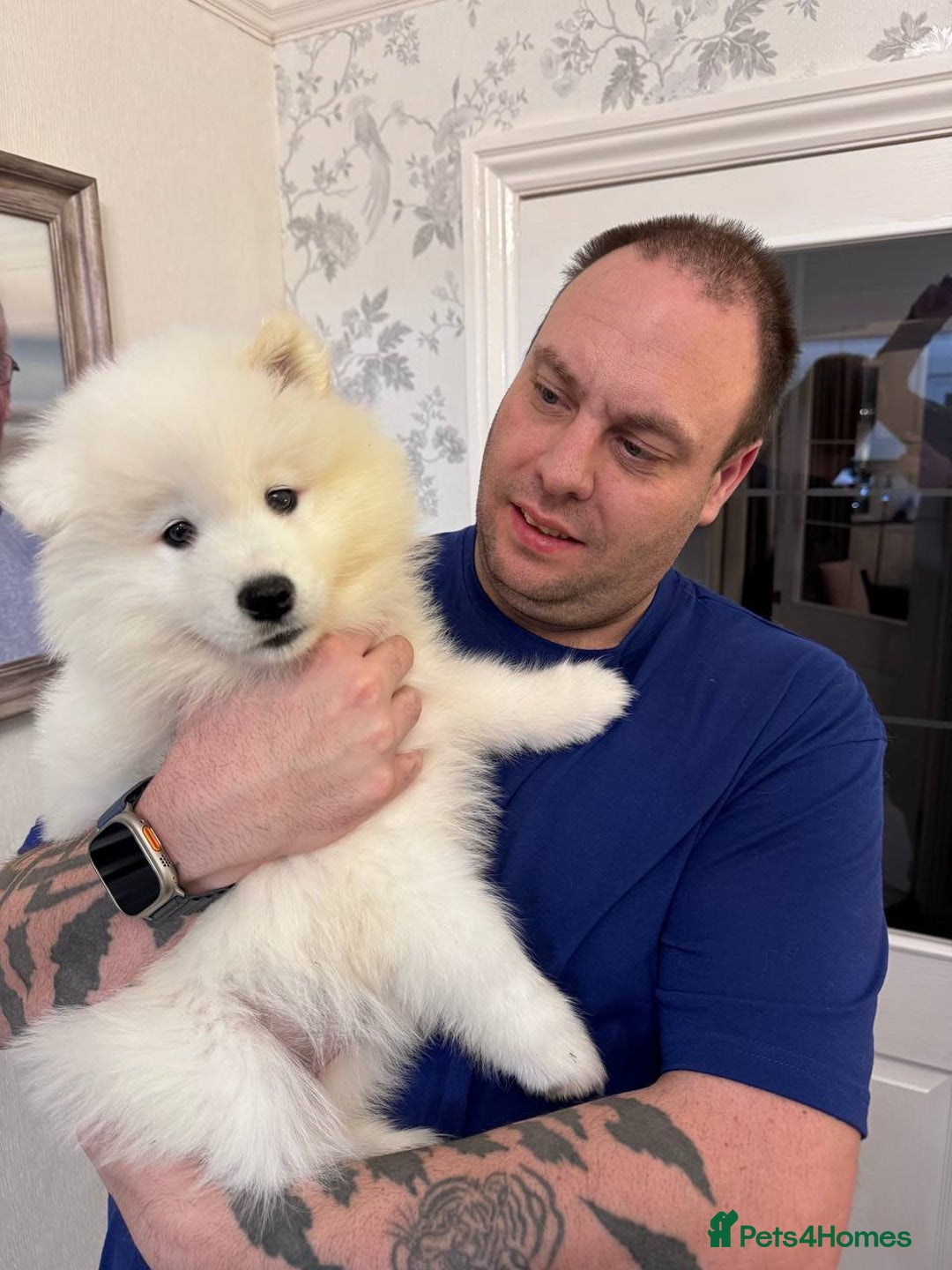 Samoyed dogs for sale: Samoyed - Advert 3