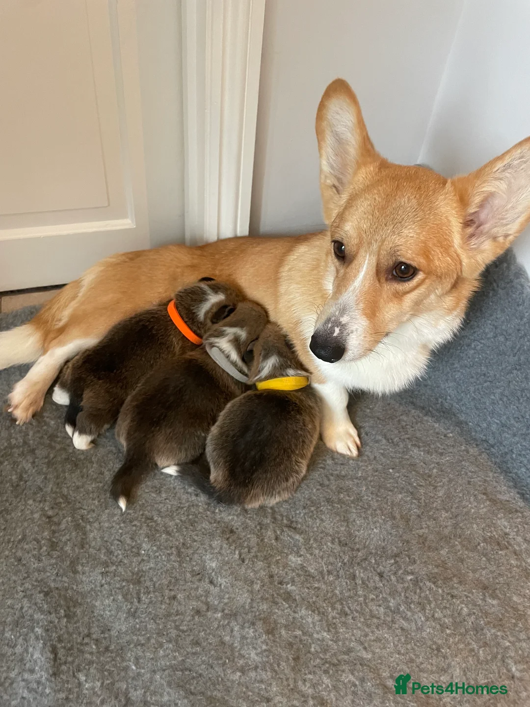 Welsh Corgi Pembroke dogs for sale: KC REG PEMBROKESHIRE CORGIS in Cambridge - Advert 2
