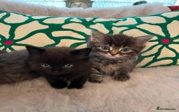 Ragdoll cats for sale: Beautiful Fluffy Ragdoll Cross Kittens For Sale - Image 4
