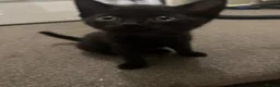 British Shorthair cats for sale: Black kittens for sale  - Advert 6