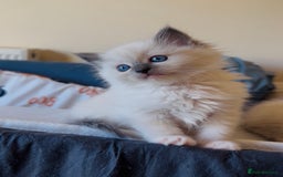 Ragdoll cats for sale: READY SOON!! PUREBRED RAGDOLL KITTENS - Image 26