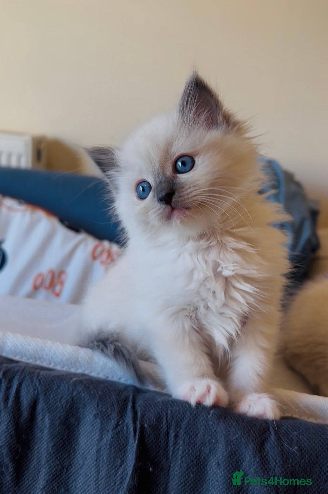 Ragdoll cats for sale: READY SOON!! PUREBRED RAGDOLL KITTENS - Image 26
