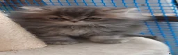 Siberian cats for sale: Absolutely Fabulous Kittens - Advert 6