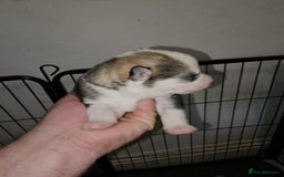 Siberian Husky dogs for sale: Siberian husky puppies  - Image 3