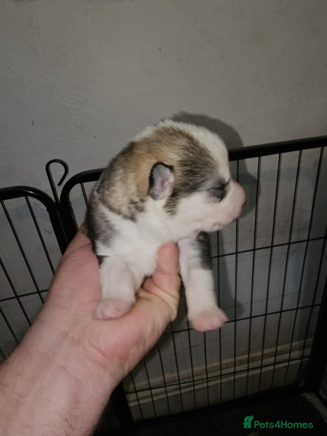 Siberian Husky dogs for sale: Siberian husky puppies  - Image 3