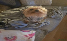 Yorkshire Terrier dogs for stud: Long haired mini Yorkshire terrier  - Image 2