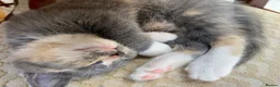 Mixed Breed cats for sale: 2 Grey Kittens Ready for sale - Advert 2