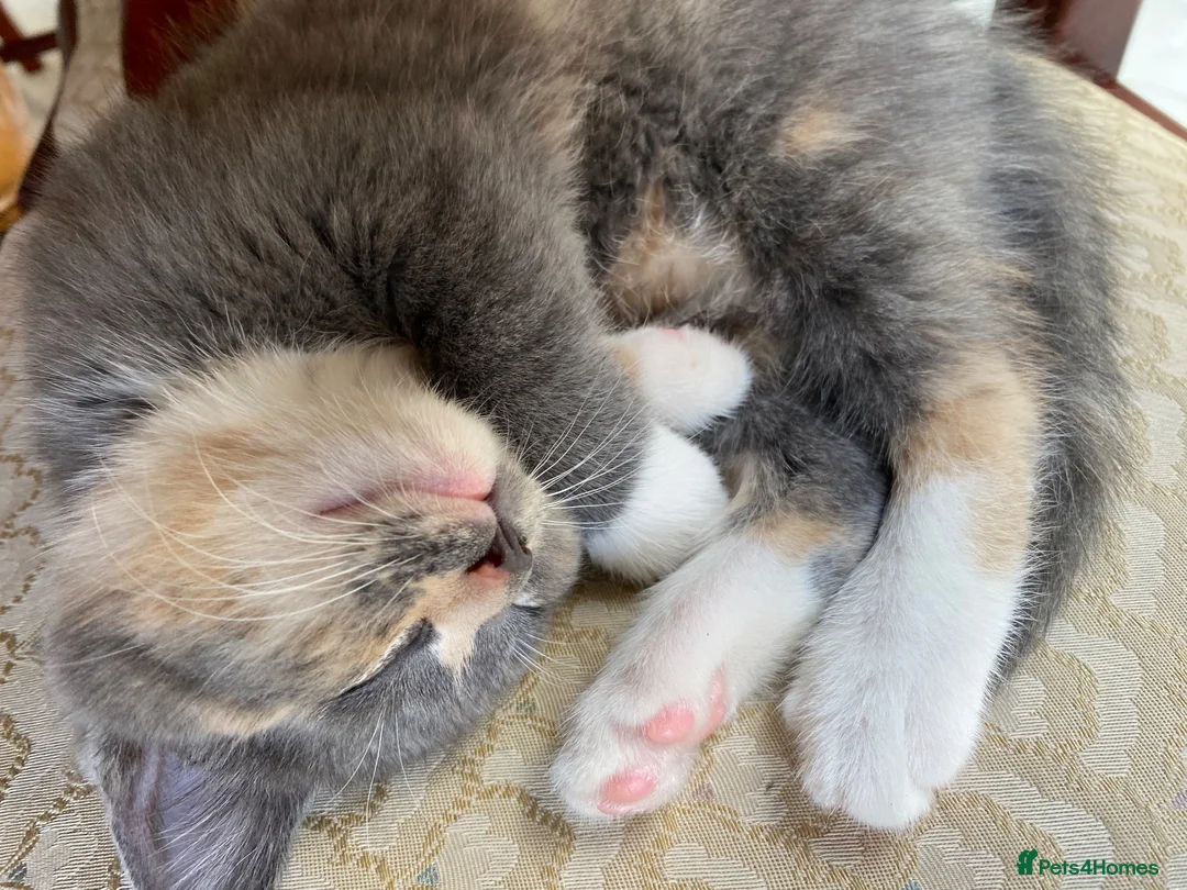 Mixed Breed cats for sale: 2 Grey Kittens Ready for sale - Advert 2