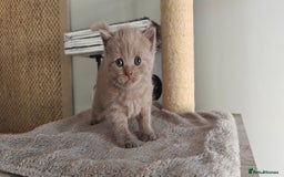 British Shorthair cats for sale: British shorthair blue / lilac kittens  - Image 9