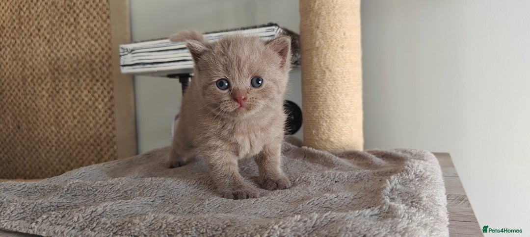 British Shorthair cats for sale: British shorthair blue / lilac kittens  - Image 9