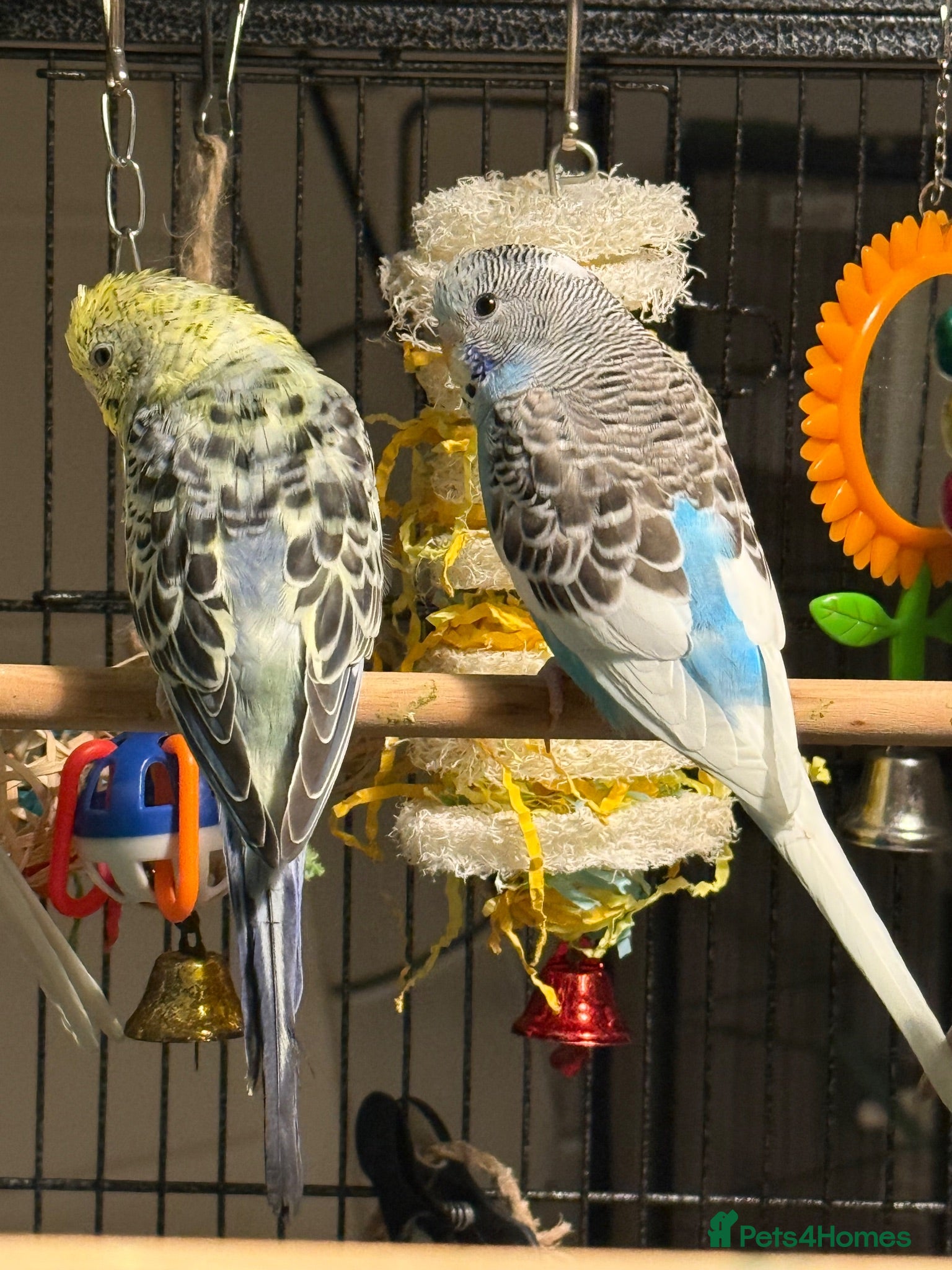 Budgerigars birds Budgies available male&females runcorn area   - Advert 2