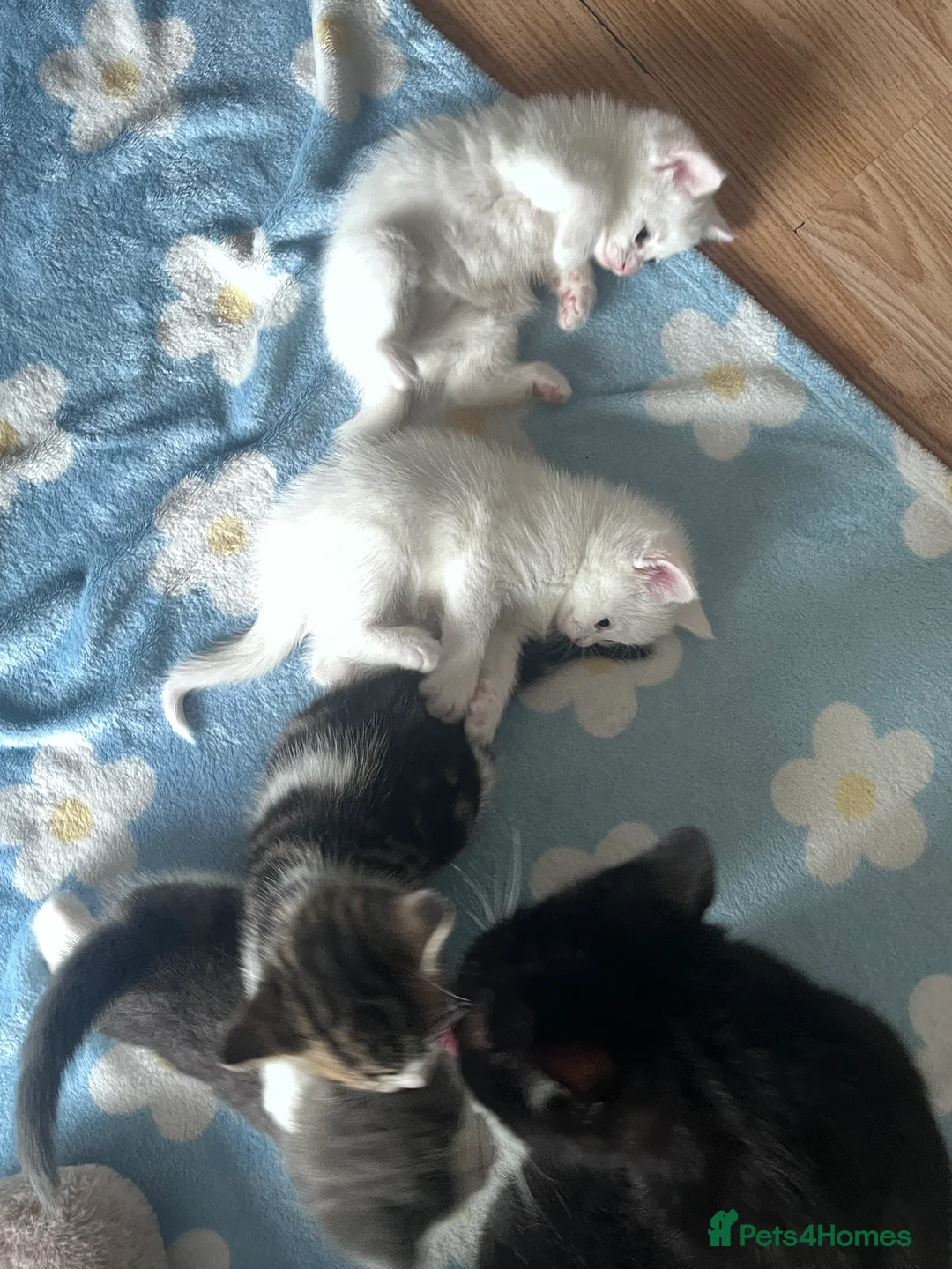 Mixed Breed cats for sale:     Cute Kittens Available – Loving Homes Wanted in Nottingham - Advert 2
