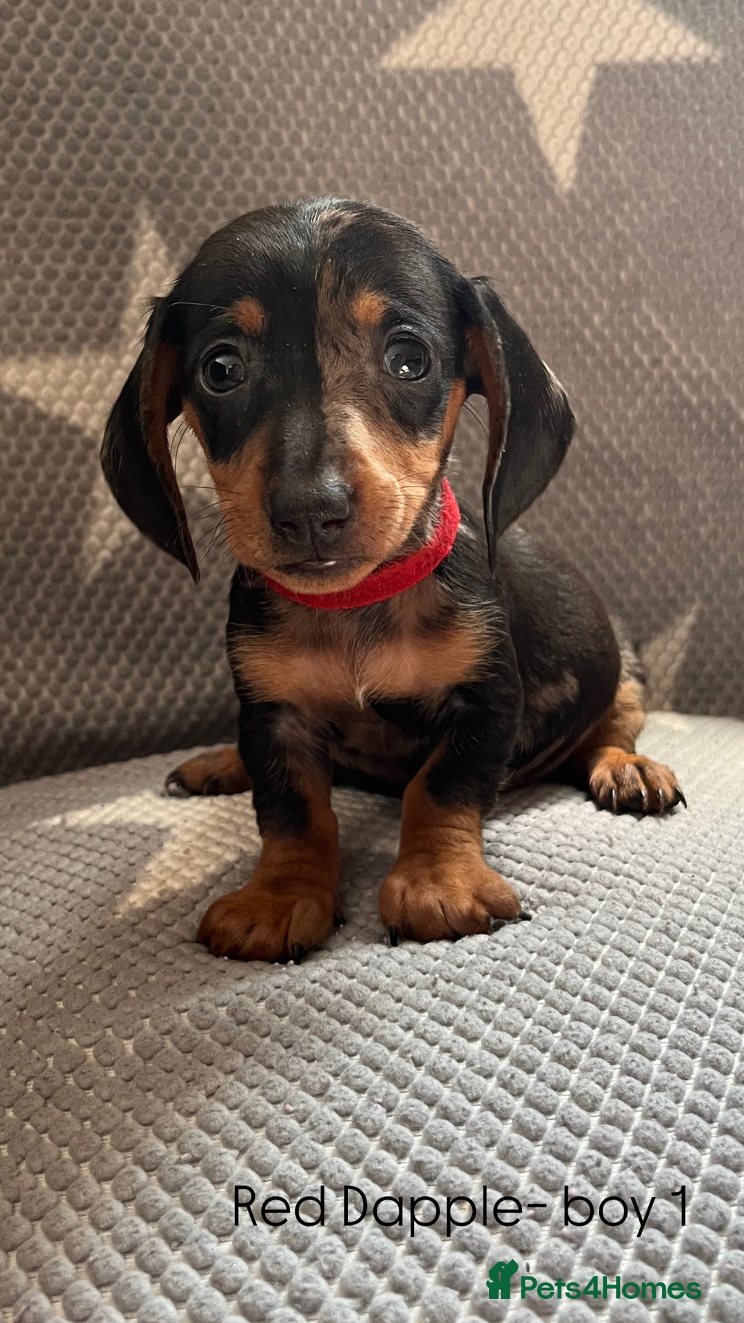 Dachshund dogs for sale:  !!Reduced!!READY TO LEAVE!! miniature dachshunds  - Image 6