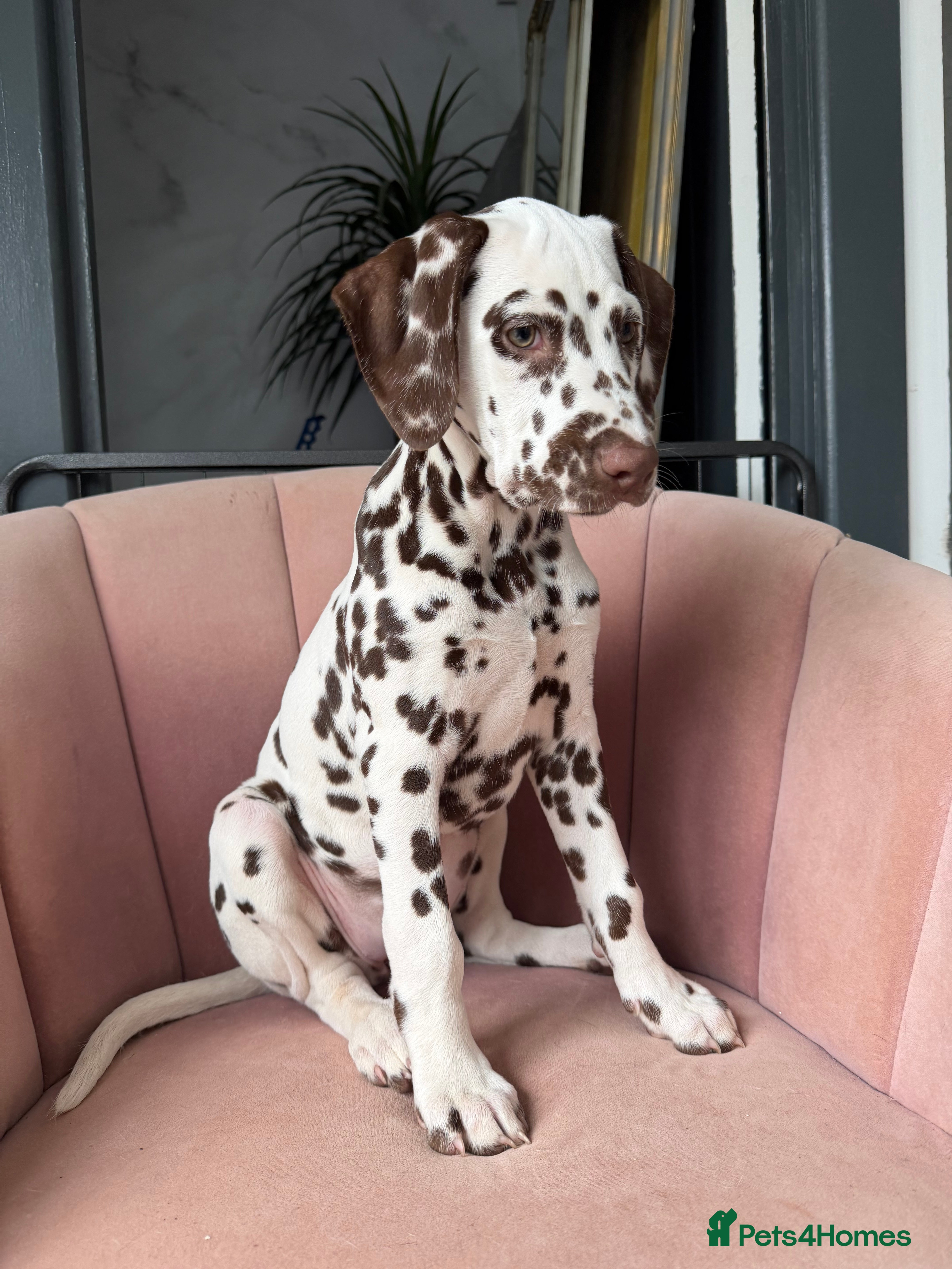 Dalmatian dogs KC Reg Dalmatian Puppies Black & Liver Ready Now - Advert 12