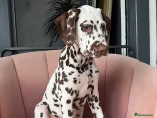 Dalmatian dogs KC Reg Dalmatian Puppies Black & Liver Ready Now - Advert 12