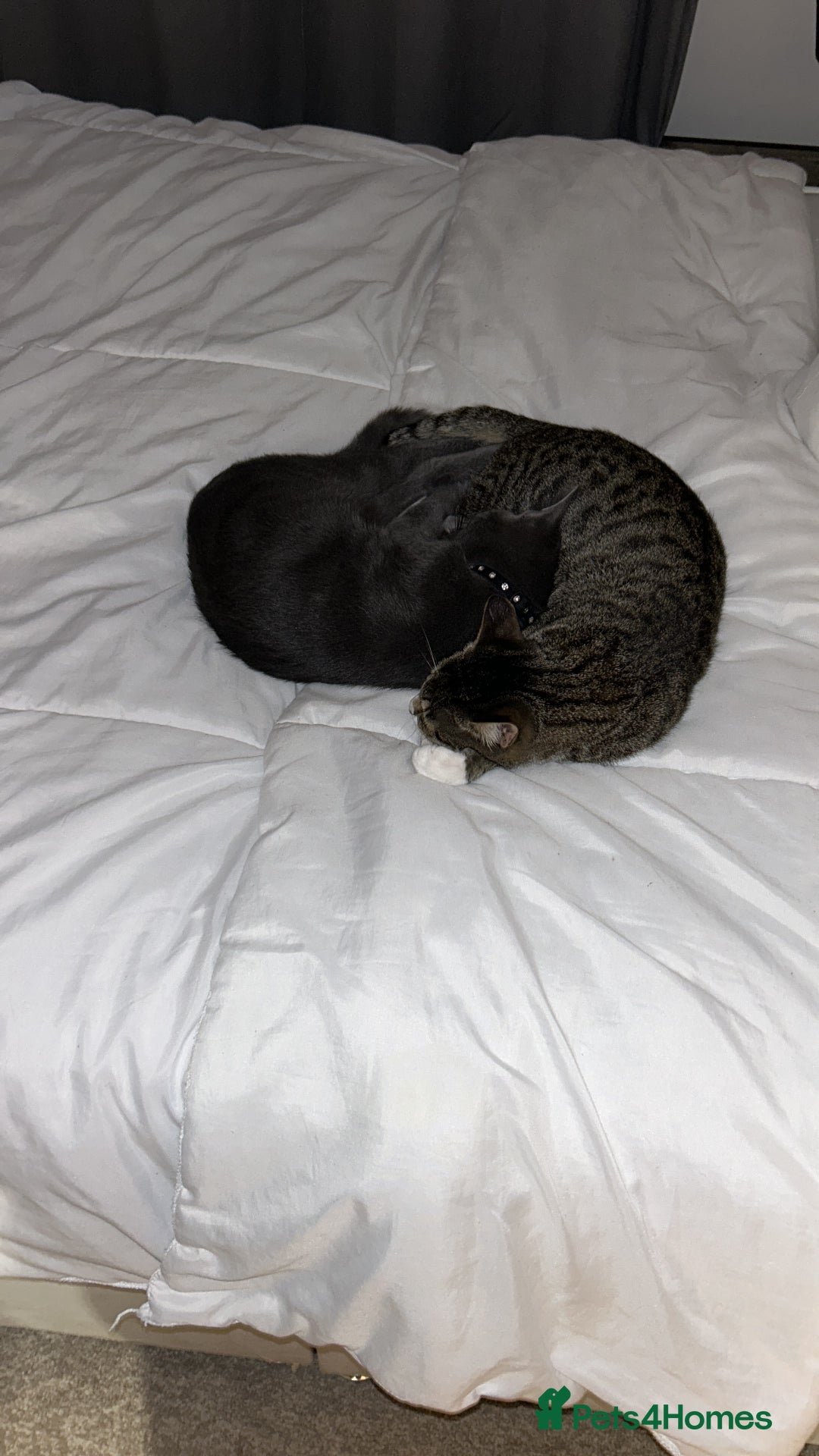 British Shorthair cats for sale: British  shorthair  - Image 4