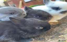 Netherland Dwarf rabbits for sale: Rare Colours Netherland Dwarfs - Image 7